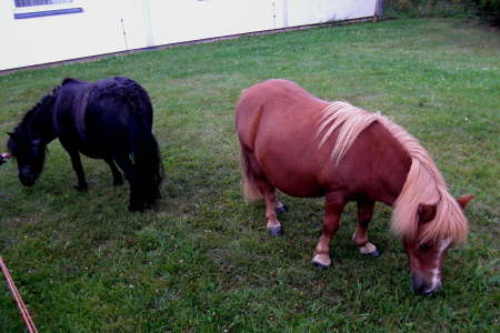 Kuh oder Pferde Roulette!